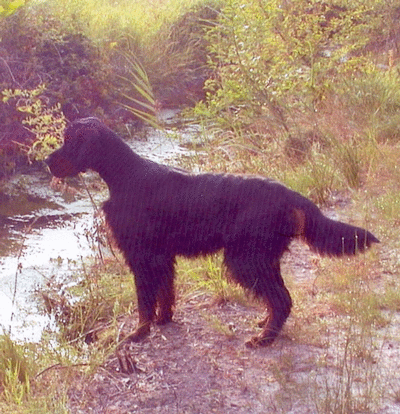 Mon chien Obal!!!